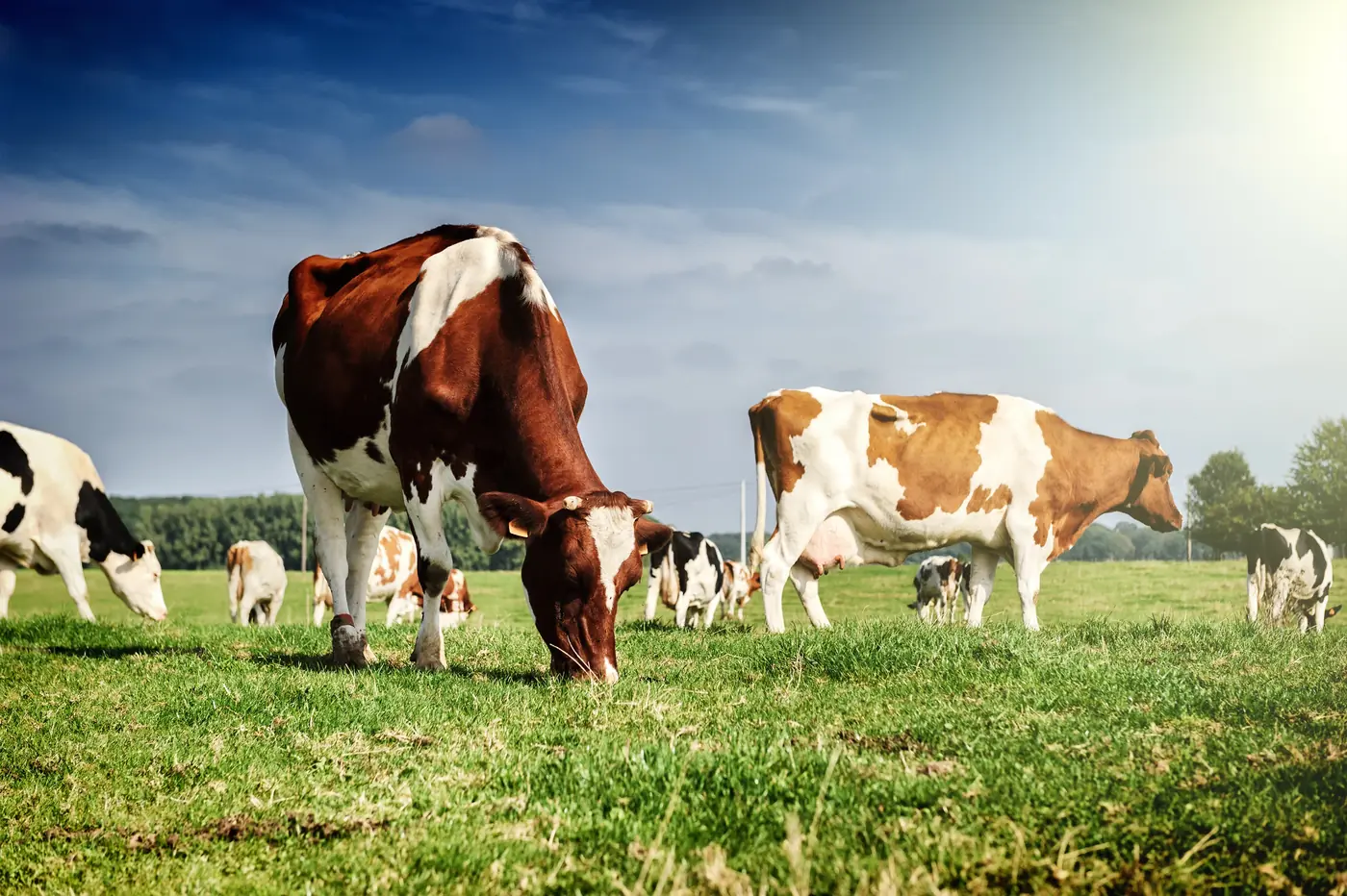 Dairy cattle grazing on a pasture