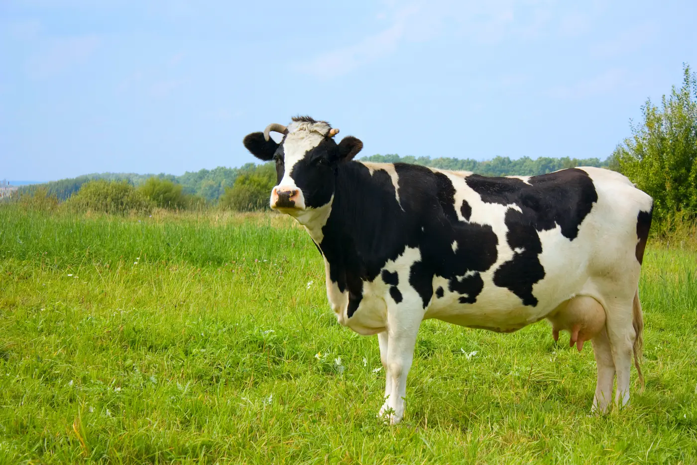 Holstein cow on a meadow