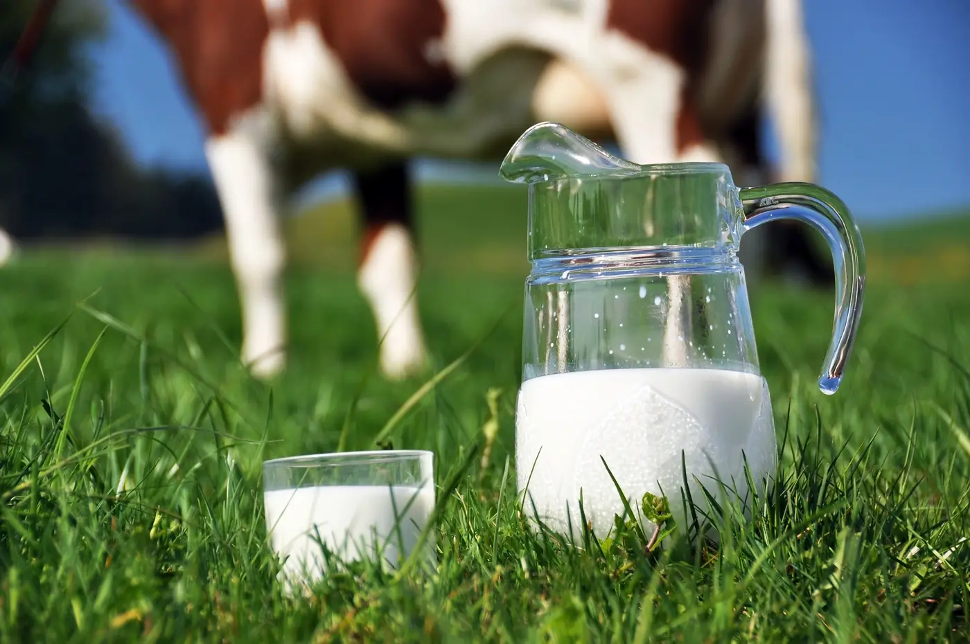 Jug and glass of fresh milk on grass