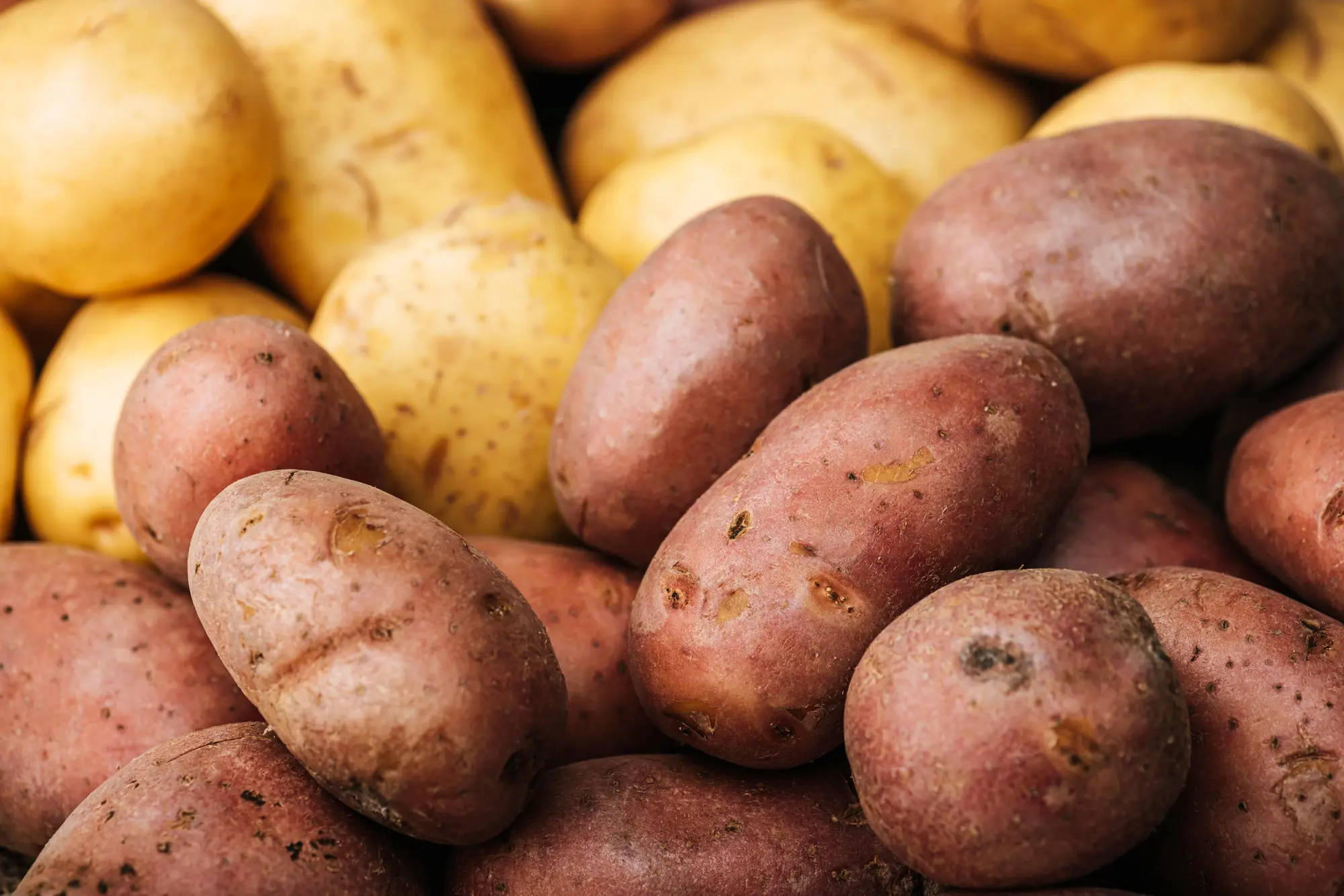 Fruit, vegetables and field crops