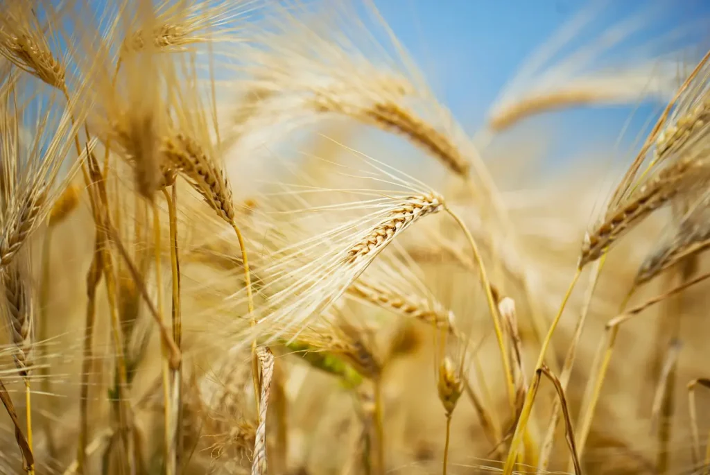 Harvest 2025 in Republika Srpska: less fruit, more tomatoes